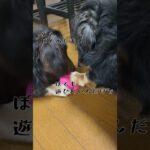 なんだコレ#dog #可愛い #ミニチュアダックスフンド #犬 #癒し