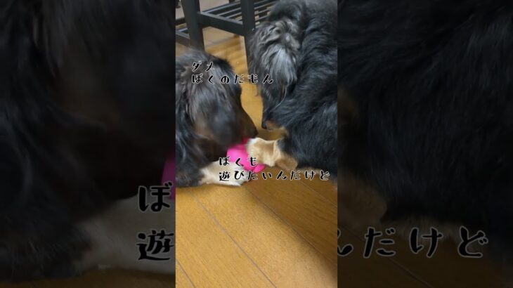 なんだコレ#dog #可愛い #ミニチュアダックスフンド #犬 #癒し