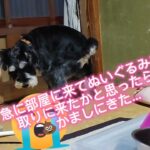 部屋の片付け中のハプニング～愛犬うん〇かましに来る～#dog#犬#ミニチュアシュナウザー