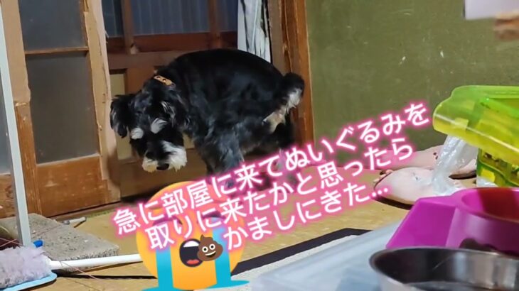 部屋の片付け中のハプニング～愛犬うん〇かましに来る～#dog#犬#ミニチュアシュナウザー