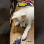 はむはむ🐶 #犬 #犬動画 #dog #dogshorts #癒し #可愛い #日本スピッツ #japanesespitz #spitz #spitz_puppy #子犬 #shorts