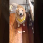 ご飯の要求🍖 #ゴールデンレトリバー #dog #犬 #かわいい #goldenretriever #animals #shorts