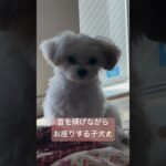 お座りがもふもふしてる子犬　首傾げるのカワイイ！#犬 #子犬 #dog #puppy #愛犬 #癒し #可愛い #チワマル #かわいい