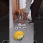 犬のいる職場 #犬 #豆柴 #dogs #愛犬 #ハプニング