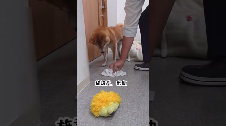 犬のいる職場 #犬 #豆柴 #dogs #愛犬 #ハプニング