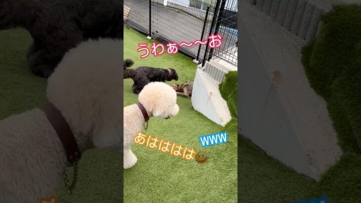 ドッグランで予期せぬハプニング発生！！#大型犬 #犬のいる暮らし #ワイマラナー#ワイマラナーロングヘアード #dog#wiemaraner #shorts #ルルちゃんのルンルンちゃんねる