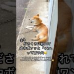 柴犬コロ どさくさに紛れてワンて言う犬😂 #柴犬コロ #ワンて言う犬 #おもしろ #面白い #爆笑 #funny #shibainu #dog