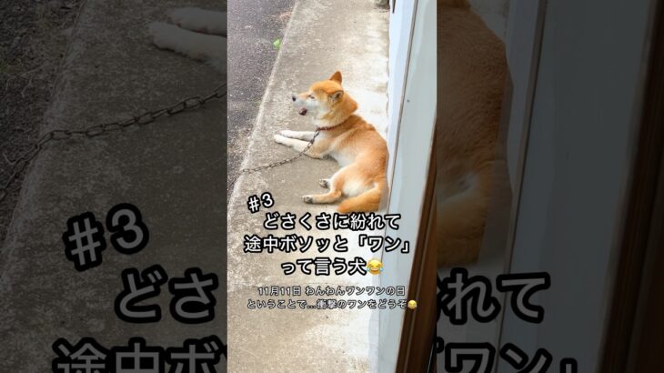 柴犬コロ どさくさに紛れてワンて言う犬😂 #柴犬コロ #ワンて言う犬 #おもしろ #面白い #爆笑 #funny #shibainu #dog