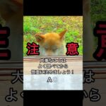 柴犬コロ 衝撃の結末😂 #柴犬コロ #怖い #衝撃 #おもしろ #犬 #funny #shibainu #dog