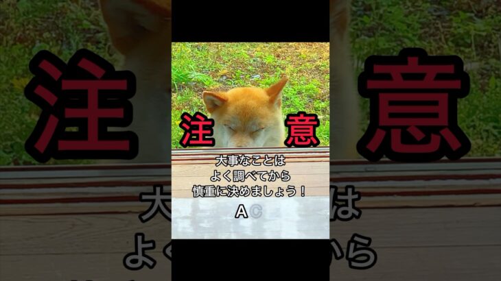 柴犬コロ 衝撃の結末😂 #柴犬コロ #怖い #衝撃 #おもしろ #犬 #funny #shibainu #dog