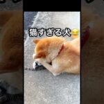 柴犬コロ 猫すぎる犬😂 #柴犬コロ #おもしろ #かわいい #犬 #funny #shibainu #dog #cute