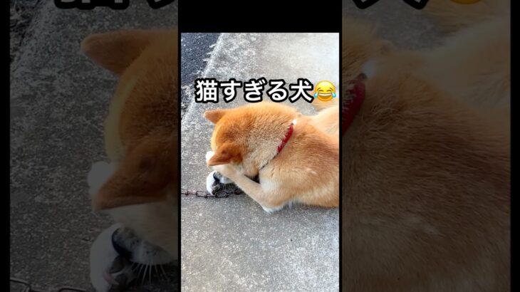 柴犬コロ 猫すぎる犬😂 #柴犬コロ #おもしろ #かわいい #犬 #funny #shibainu #dog #cute