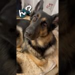 【かわいいシェパード】 #シェパード #ジャーマンシェパード #germanshepherd #犬動画 #かわいい犬