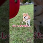 #ポメ柴 #ポメラニアン #柴犬 #mix犬 #かわいい #くるくる #クルクル