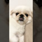 アンニュイな表情がかわいいペキニーズの子犬#pekingese#puppy #페키니스#北京犬#鼻ぺちゃ犬