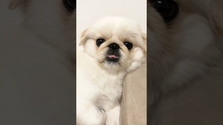 アンニュイな表情がかわいいペキニーズの子犬#pekingese#puppy #페키니스#北京犬#鼻ぺちゃ犬