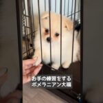 お手の練習をするポメラニアン大福　#ポメラニアン #癒し #犬 #犬のいる暮らし #犬のいる生活 #ペット動画 #puppy