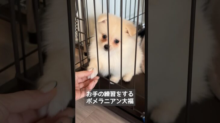 お手の練習をするポメラニアン大福　#ポメラニアン #癒し #犬 #犬のいる暮らし #犬のいる生活 #ペット動画 #puppy