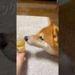 どうしてもミルクが気になる柴犬　##柴犬 #しばいぬ #犬のいる暮らし #ムッチョ柴犬 #マックス #shiba #shorts #dog #癒し #かわいい #おもしろ #ミルク #犬と赤ちゃん