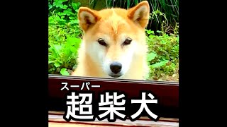 柴犬コロ スーパー柴犬😂 #柴犬コロ #スーパー柴犬 #おもしろ #かわいい #犬 #面白い #可愛い #shibainu #dog #funny #cute #ドラゴンボール #dragonball