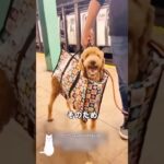 海外のおもしろ動画 #可愛い #いやし #shorts #犬