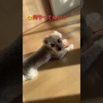 赤ちゃんのおもちゃを泥棒する犬 #おもしろ #ペット動画 #ミニチュアシュナウザー #可愛い #shorts