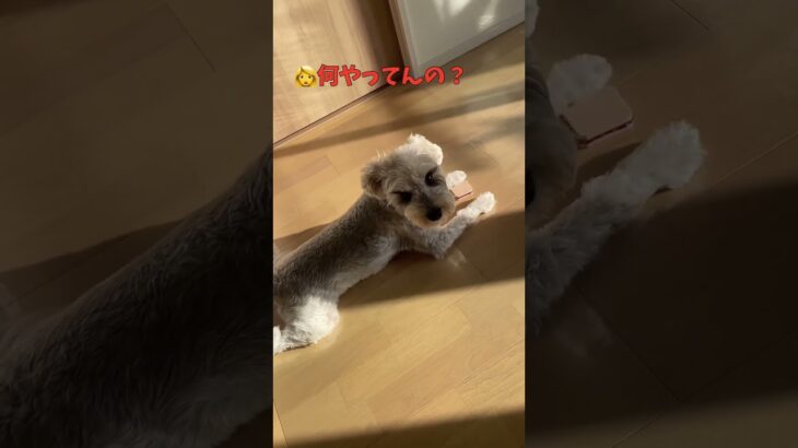 赤ちゃんのおもちゃを泥棒する犬 #おもしろ #ペット動画 #ミニチュアシュナウザー #可愛い #shorts