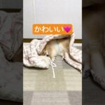 毛布の中で寝る犬。#ポメラニアン #癒し #犬 #かわいい #shorts