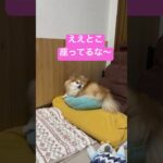 ええとこに座る犬。枕取られた〜#ポメラニアン #犬 #かわいい #shorts