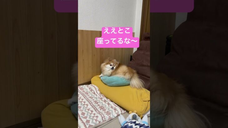 ええとこに座る犬。枕取られた〜#ポメラニアン #犬 #かわいい #shorts