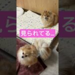 見つめてくる犬たち。可愛すぎる‼︎#ポメラニアン #犬 #かわいい #癒し #shorts