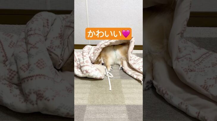 毛布の中で寝る犬。#ポメラニアン #癒し #犬 #かわいい #shorts