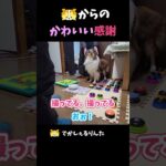 シェルティからのかわいい感謝【会話ボタンでしゃべる犬】 #shorts #dog