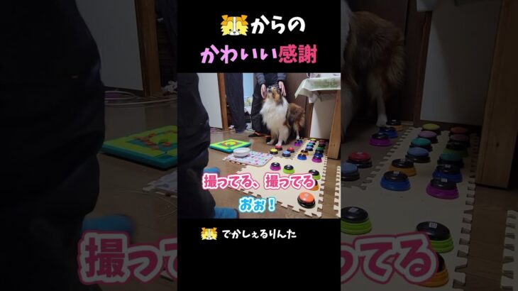 シェルティからのかわいい感謝【会話ボタンでしゃべる犬】 #shorts #dog