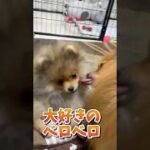 大好きのベロベロ♡ #shorts#pomeranian#उपचारात्मक वीडियो #癒し動画#可愛い犬動画