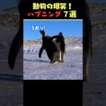 tiktokで5.5億回バズった動物ハプニング動画7選！7Animal Happenings Videos That Got 550 Million Buzz on tiktok!#shorts #犬