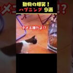 tiktokで5.6億回バズった動物ハプニング動画9選！9Animal Happenings Videos That Got 560 Million Buzz on tiktok!#shorts #犬