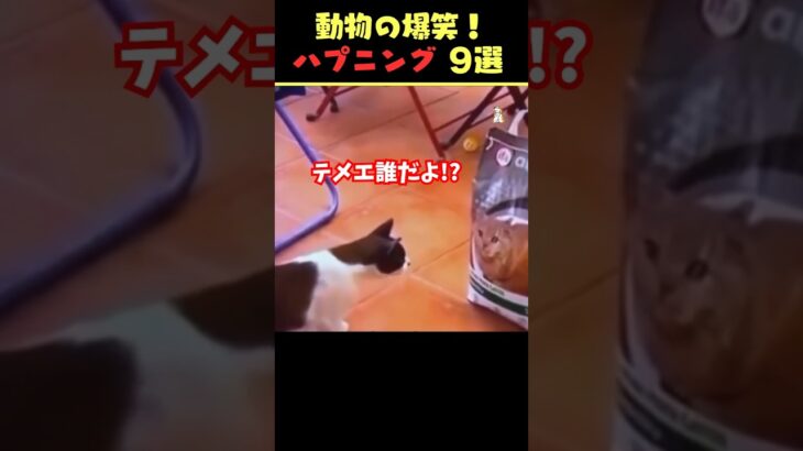 tiktokで5.6億回バズった動物ハプニング動画9選！9Animal Happenings Videos That Got 560 Million Buzz on tiktok!#shorts #犬