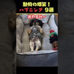 tiktokで7.4億回バズった動物ハプニング動画9選！9Animal Happenings Videos That Got 740 Million Buzz on tiktok!#shorts #犬