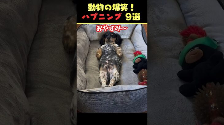 tiktokで7.4億回バズった動物ハプニング動画9選！9Animal Happenings Videos That Got 740 Million Buzz on tiktok!#shorts #犬