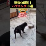 tiktokで7.6億回バズった動物ハプニング動画8選！8Animal Happenings Videos That Got 760 Million Buzz on tiktok!#shorts #犬