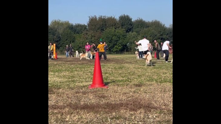 秋田犬の運動会ですっ転んだ笑 #犬のいる生活 #ハプニング