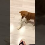 【世界一かわいい】お散歩の練習…ってコト！？【犬】 #柴犬 #子犬