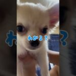 子犬の噛み癖指導？#チワワ#子犬#かわいい#癒し