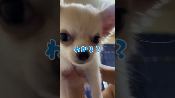 子犬の噛み癖指導？#チワワ#子犬#かわいい#癒し