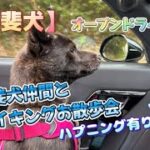 【甲斐犬】 甲斐犬仲間とハイキングお散歩(ハプニング有り)