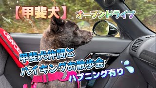 【甲斐犬】 甲斐犬仲間とハイキングお散歩(ハプニング有り)