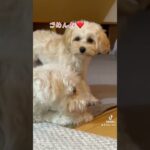 叱られても止めません😗#イヌ #可愛い #癒し #犬 #ミックス犬 #癒し動画 #愛犬