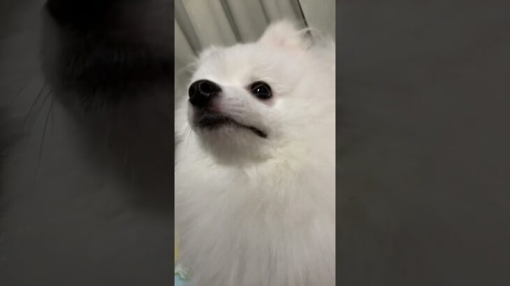 犬#かわいい犬