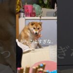 爆笑😂かっこよすぎる柴犬が面白い　#柴犬　#犬　#おもしろ #犬のいる暮らし #面白い